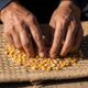 Close-up sifting through a pile corn kernels on a woven mat.