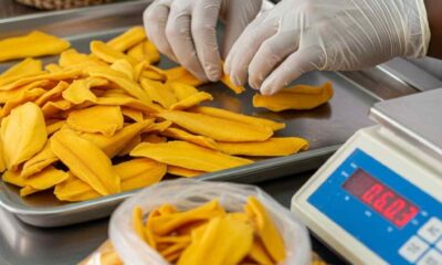 Hands sorting dried mango slices on a stainless steel tray in a processing plant.