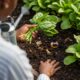 Gardener's hands holding fresh spinach and a watering can, compost-rich soil.