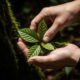 Close-up hands holding vibrant green medicinal leaves sun-dappled forest