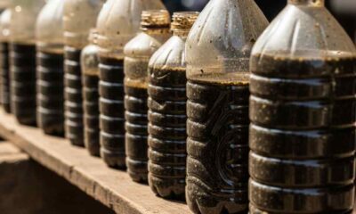 A row bottles containing dark herbal liquids on a wooden surface